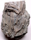 Stunning Ectenocrinus Crinoid Log Jam Ordovician Fossils Kope Fm Kentucky