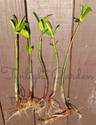 5 Mature Mangrove Plant 4  Leafs-red Mangrove-aquarium Saltwater Freshwater Tank