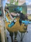 Live Betta Fish High Quality - Good Form - Male Blue Marble Dragon-usa Seller