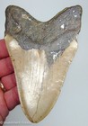 5    Megalodon Shark Tooth  Serrated Real Fossil No Restorations Sharks Teeth