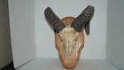 Taxidermy Wall Wood Mounted Ram Skull With Horns - Neat 