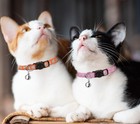 Reflective Breakaway Cat Collars With Bells Adjustable Multicolor Safety Collars