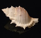 Bursidae Bufonaria Perelegans - Near-elegant Frog Shell - Nice Specimen