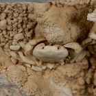 2 2  Potaman Sp Fossil Freshwater Crab In Travertine Denizli Basin Southwest
