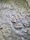 Ceraurus Plattinensis Trilobite Plate   Bobcaygeon Fm   Ontario   Ordovician Pd