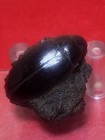 Cybister Sp-water Beetle-la Brea Tar Pits Ca  Fossil   Museum Quality  Rare