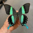 Papilio Blumei Butterfly Taxidermy Real Specimen 3d Floating Clear Frame 6 2 