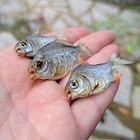X3 Real Piranha  Tiny Dried Piranha  Oddities  Pygocentrus Nattereri