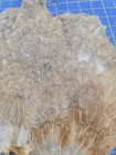 Bl85 Hen Chicken Feathers Body Pelt Skin