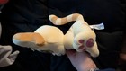 Neopets Mystery Kougra W code Series 2 Plush  November 2025 Release