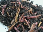 100  Red Wiggler Worms   live-healthy-organic   eisenia Fetida   free Shipping