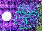 Wysiwyg 1 Head Branching Splatter Hammer Coral Frag Nice Size Free Shipping 