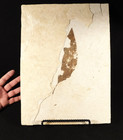 Wow  Big  50 Million Year Old Leaf Fossil 100  Natural Fossil Lake Wyoming