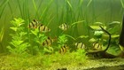 Barbs Tiger Pack Of 8 Live Fish  Free Shipping
