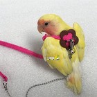 Beauty Parrot Adjustable Bird Harness And Leash Outdoor Flying Anti-bite For    