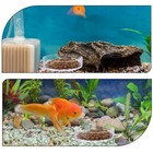 2 Pcs Shrimp Feeding Dish  Aquarium Fish Tank Feeder Clear