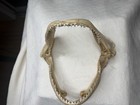 Large Tiger Shark Jaw  Real Teeth  Specimen     museum Ocean Taxidermy Science Wow