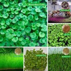 Aquarium Plant Seeds Aquatic Mini Hair Grass Carpet Live Water Grass Fish Tank    