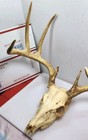 Deer Whitetail Buck Antlers Euro Mount 9 Point Taxidermy Man Cave