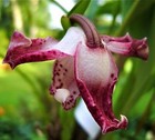Maxillaria Eleganta  Orchid Species   white With Purple Dots 