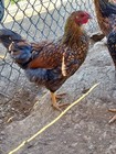 8 Purebred Blue Laced Golden Wyandotte Chicken Fertile Hatching Eggs