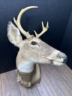 Nice 6 Point Whitetail Deer Buck Shoulder Mount Taxidermy