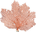 7-10  Natural Real Piece Of Coral Sea Fan W Nautical Ebook Orange Coral Sea Fan