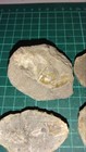 Fossil Crustacean Fossil Sand Crab Fossil Crustacean Part Fossil Fossil