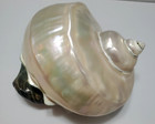 Large Vtg Pearl Turbo Iridescent Seashell Marmoratus Mother Of Pearl Turban 