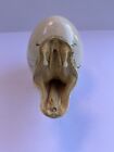 Rare Vintage Taxidermy Small Rattlesnake Head Bursting Out Of A Ceramic Egg Lqqk