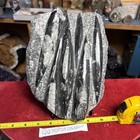        Nice Orthoceras Plate 7     X 9        Polished Devonian Fossils 4 Pounds 1 Ounce