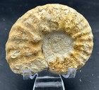 3    Texas Cretaceous Fossil Ammonite  Mortoniceras Species  Fort Worth Formation