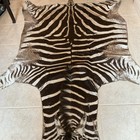 Genuine South African Zebra Hide  Zebra Skin  Zebra Rug With Head   Tail Vintage