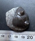 4 2 Cm Enrolled Isotelus Fritzae Trilobite Fossil Cobourg Fm Ontario Canada