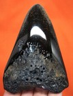 Megalodon Shark Tooth - Shark Teeth Real Fossil -3 54     No Restorations
