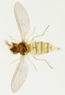 Antique Microscope Slide - Enock - Wasp Fly  Insect  Entomology