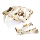 1 1 Smilodon Saber-toothed Tiger Fossil Skull Model Resin Skeleton Replica