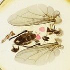 Antique Microscope Slide By W watson Of Blow Fly Anatomy Arrangement