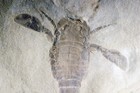 5 6  Eurypterus sea Scorpion  Fossil  Usa