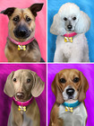Digital Painting Personalized Caricature Pet Portrait  Custom Pet Dog Or Cat Art