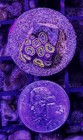 Wysiwyg Fruit Loop Zoa Live Coral Frag Zoanthid Polyps Free Shipping