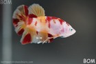 Live Betta Male Fancy Koi Candy Hmpk Red Yellow   Bom353