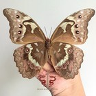 Butterfly Specimen Large Blue Morpho Menelaus Female   1pc Wings Spread A1