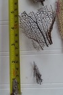 Pieces Of Natural Sea Fan - Coral - Sea Whip - Free Shipping