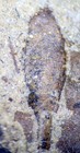Extremely Rare Oldest Silurian Fossil Scorpion  And Cooksonia