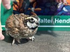 24 Northern Bobwhite Quail Fertile Hatching Eggs  Npip Certified Game Farm
