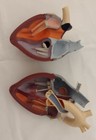 Heart Anatomical Model Life Size  With Stand 