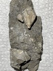3x Blastoid Fossil  Pentremites  Mississippian Of Indiana