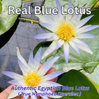 Blue Lotus Flower Dried Organic Egyptian Tea Nymphaea Caerulea