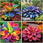 302 Rainbow Hosta Seeds Rare Colorful Perennial Shade Garden Plant Free Shipping